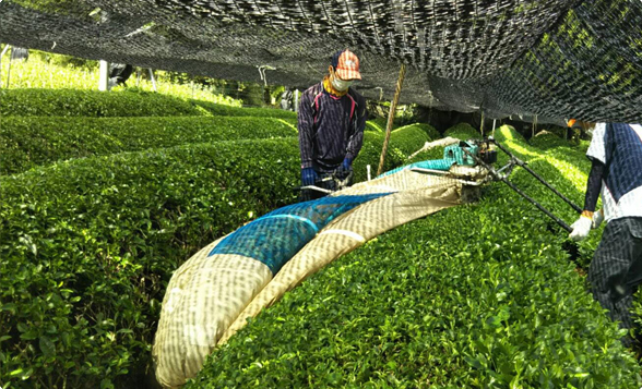 cutting green tea