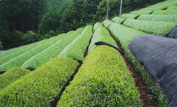 natural green tea field