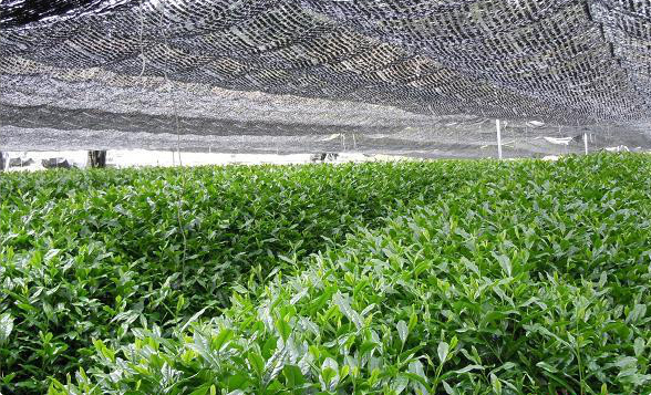 natural green tea field